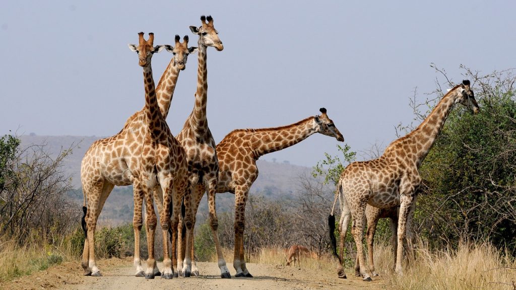 south africa, hluhluwe, giraffes, wild animals, template, national park, south africa, south africa, south africa, south africa, south africa, giraffes, giraffes