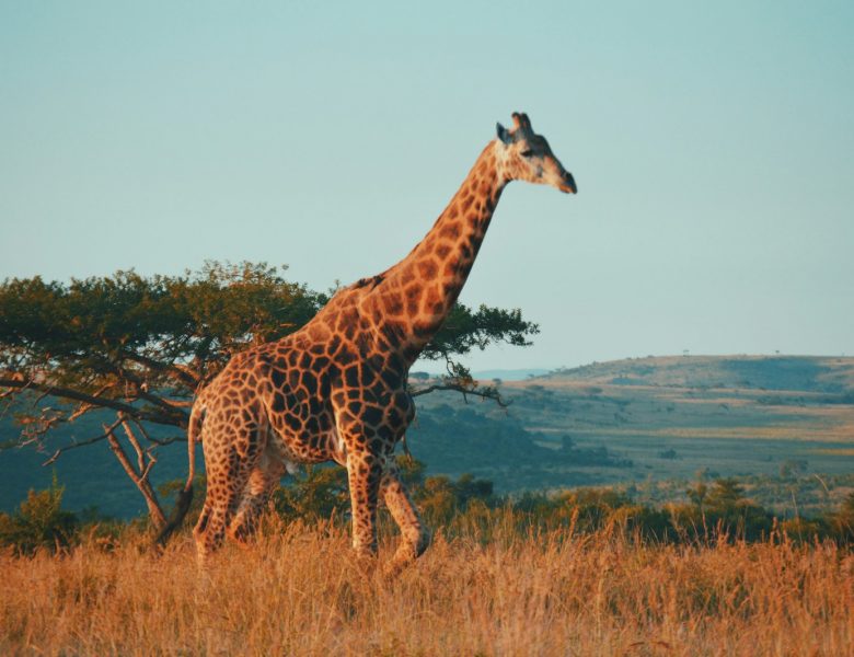 Safari Rundreise – Safari