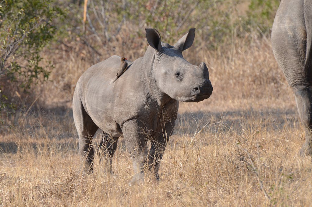 Baby rhino with bird on back in grassy MP, South Africa landscape.