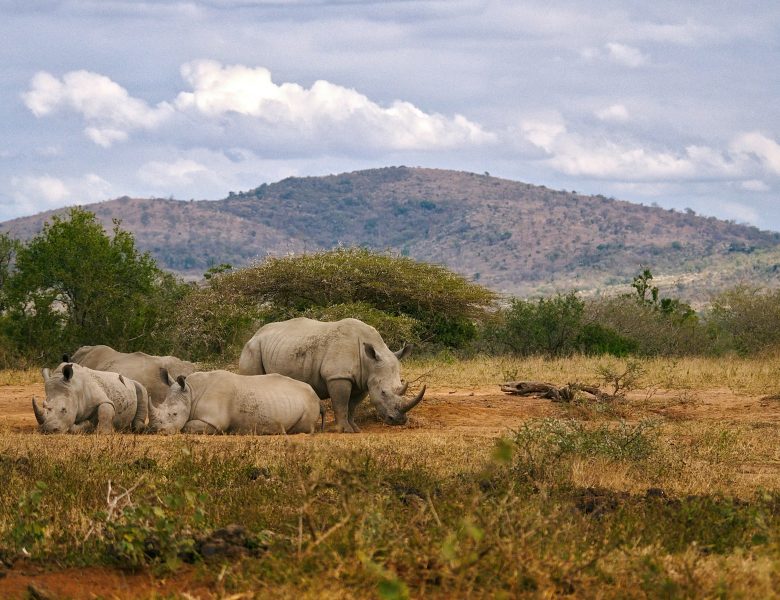 Der großartige Hluhluwe-iMfolozi Park