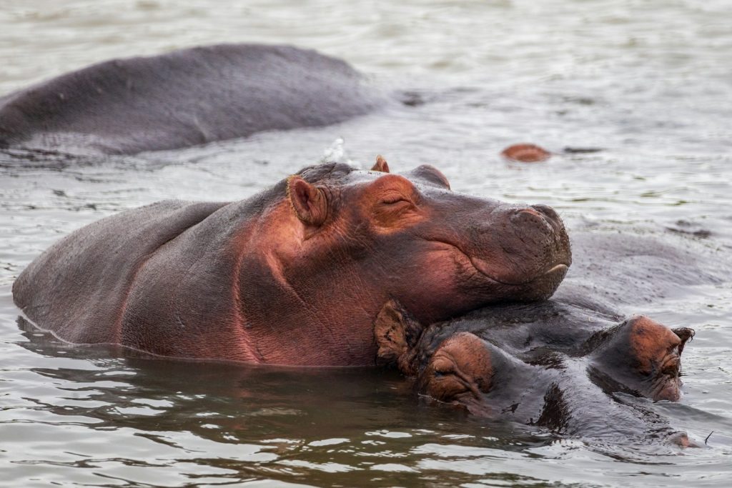 A hippopotamus is laying in the water