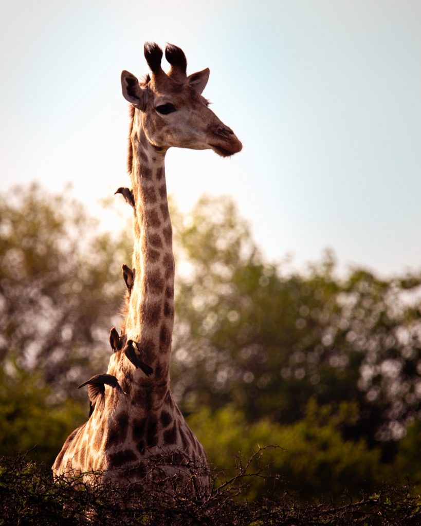 A couple of giraffe standing next to each other
