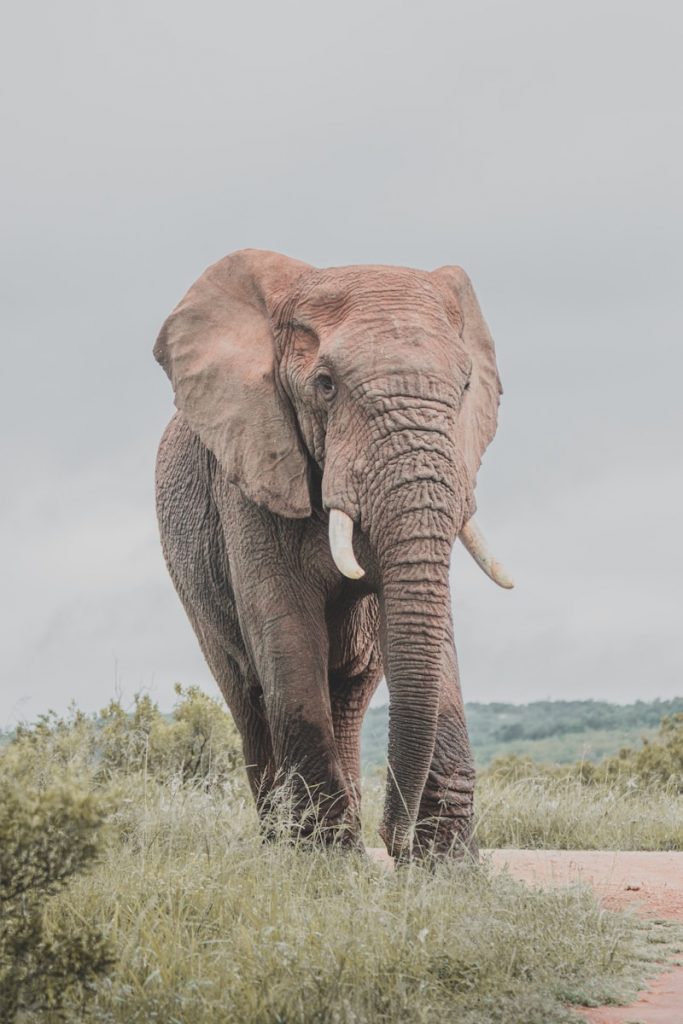 a large elephant walking through a lush green field