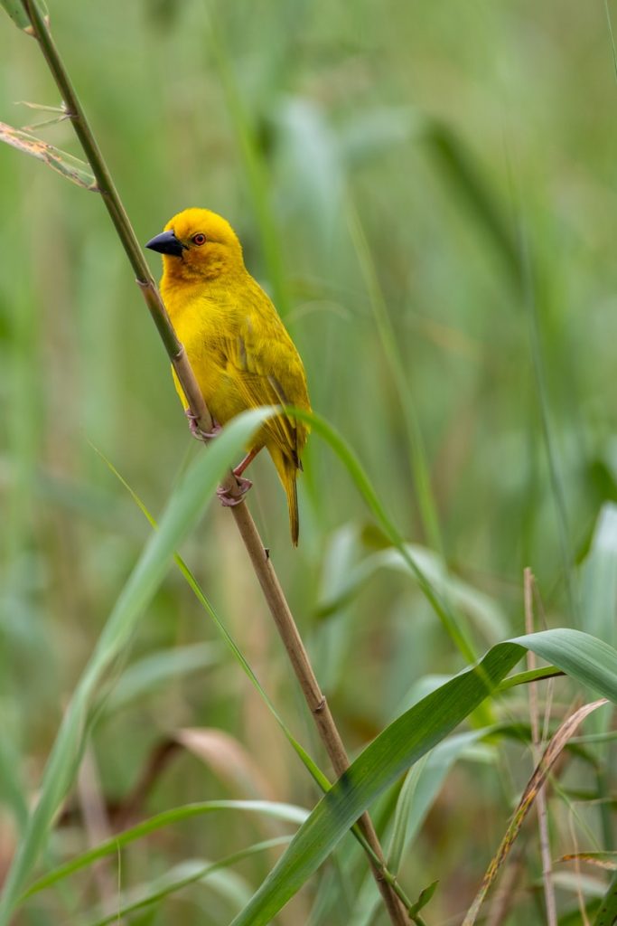 A small yellow bird sitting on top of a plant