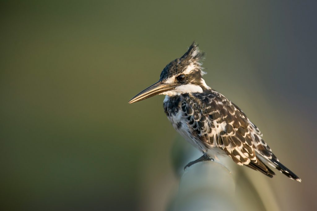 black and white bird