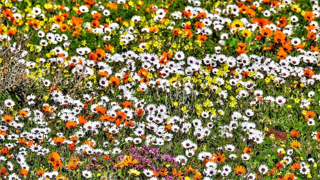 flowers, flower background, springs, posberg, namaqualand, flower wallpaper, nature, bloom, colorful, daisies, west coast, beautiful flowers, south africa, langebaan