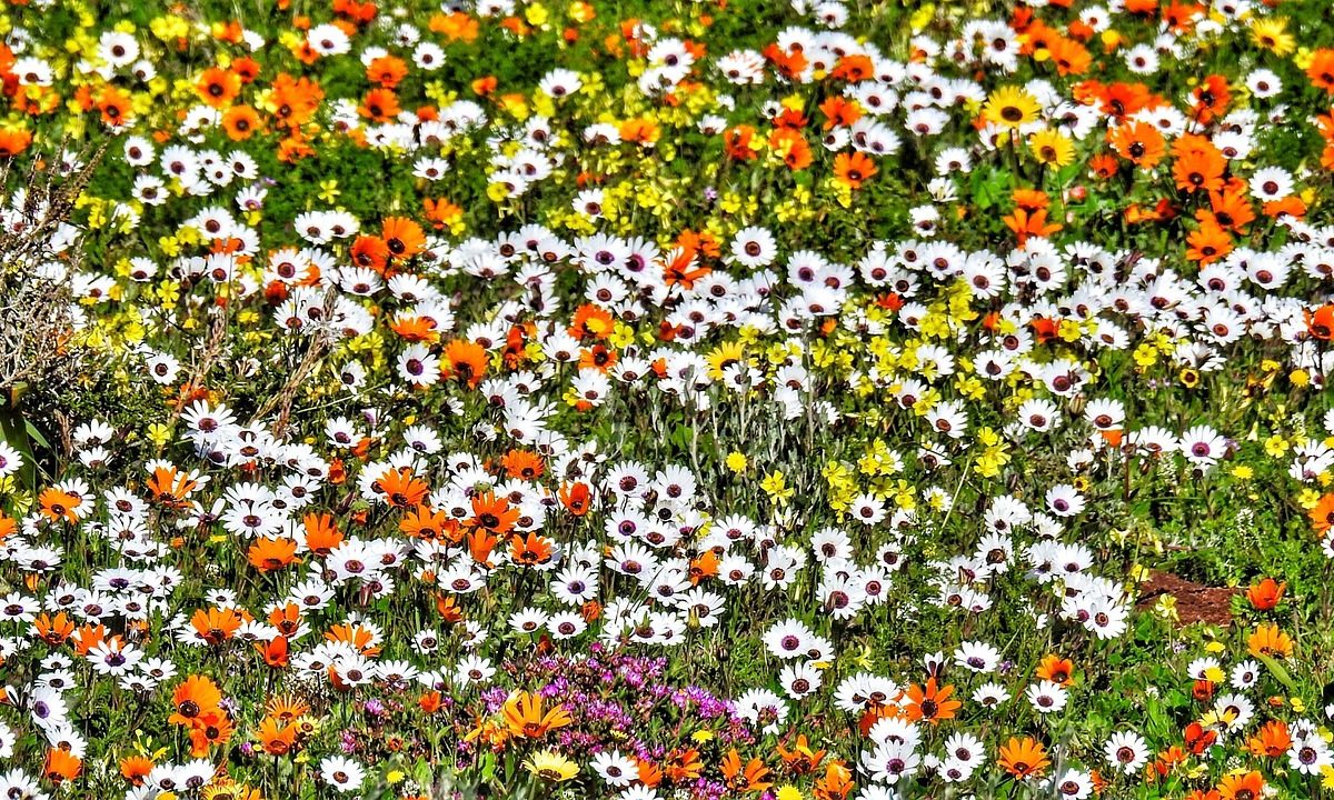 Namaqualand – Südafrikas Blumensaison