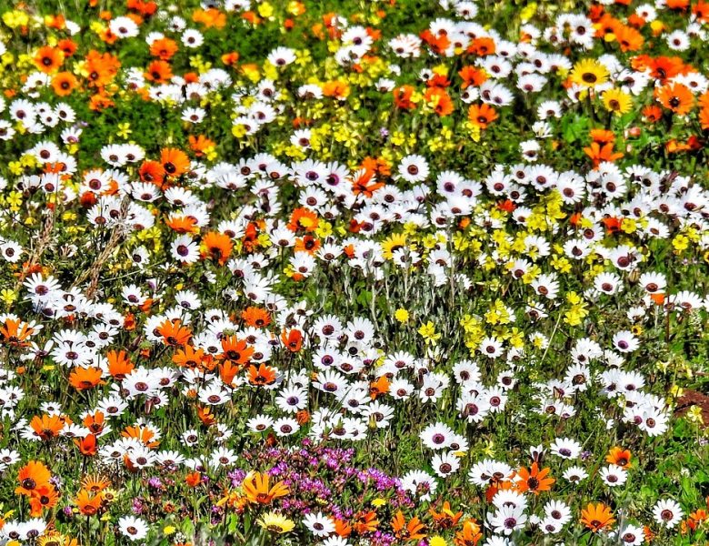 Namaqualand – Südafrikas Blumensaison
