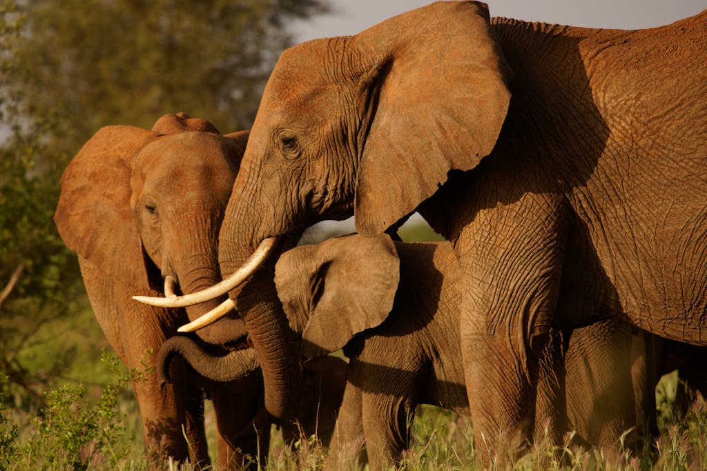 A family of African elephants captured in Lumo, showcasing natural wildlife behavior.