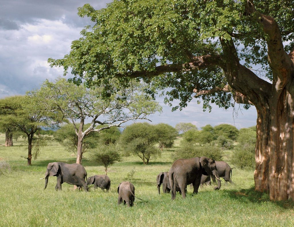A herd of African elephants grazing under large trees in a vibrant green savanna setting.