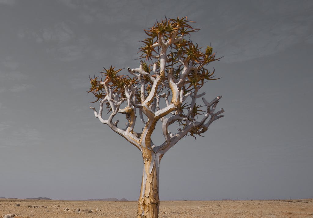 A lone quiver tree stands against a vast desert, highlighting erosion and barren beauty.