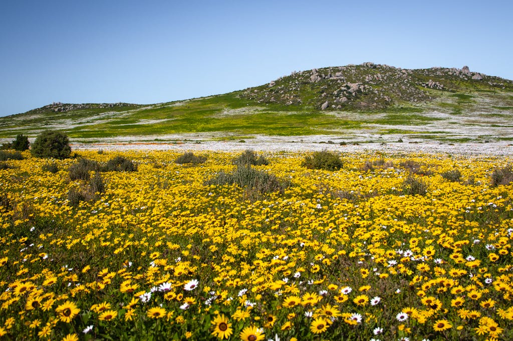 A stunning field of vibrant yellow daisies in full bloom on the West Coast of South Africa, showcasing natural beauty.