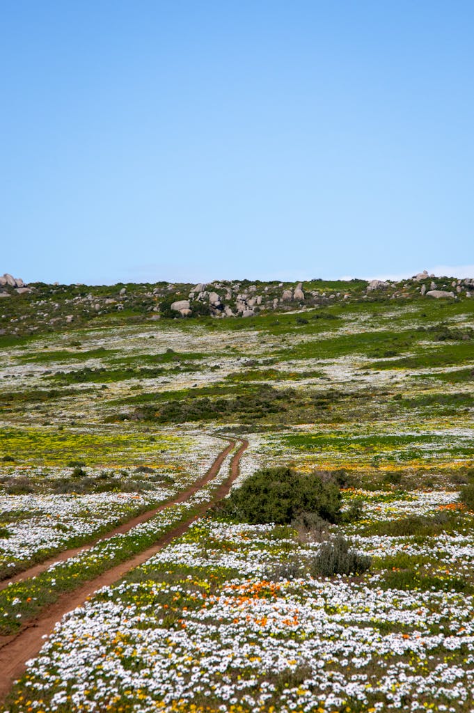 Beautiful wildflower meadow with a scenic path under a clear blue sky in West Coast, South Africa.