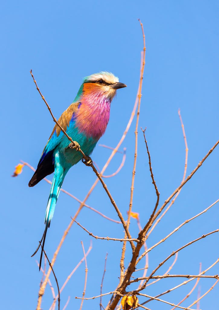 Close-up of a Lilac-breasted Roller bird perched on leafless branches against a clear blue sky in South Africa.