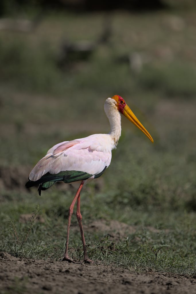 Close-up of a Yellow Billed Stork in Musina, South Africa's natural habitat.