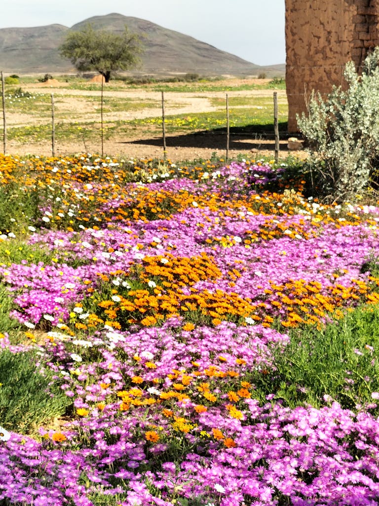 Colorful wildflowers bloom in Northern Cape, South Africa, with mountains in the background.