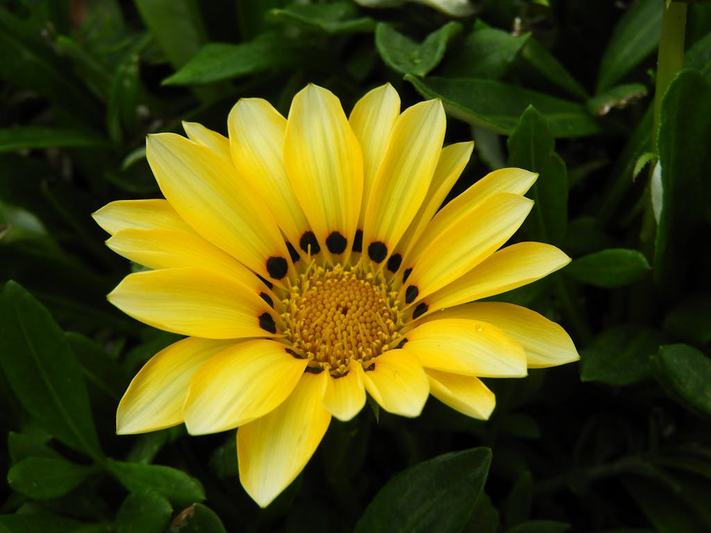 Vivid yellow Namaqualand daisy in full bloom amidst lush green foliage.