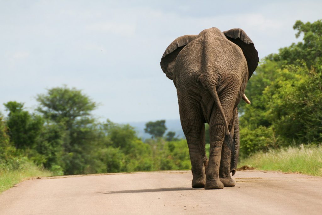 An elephant is walking down a dirt road