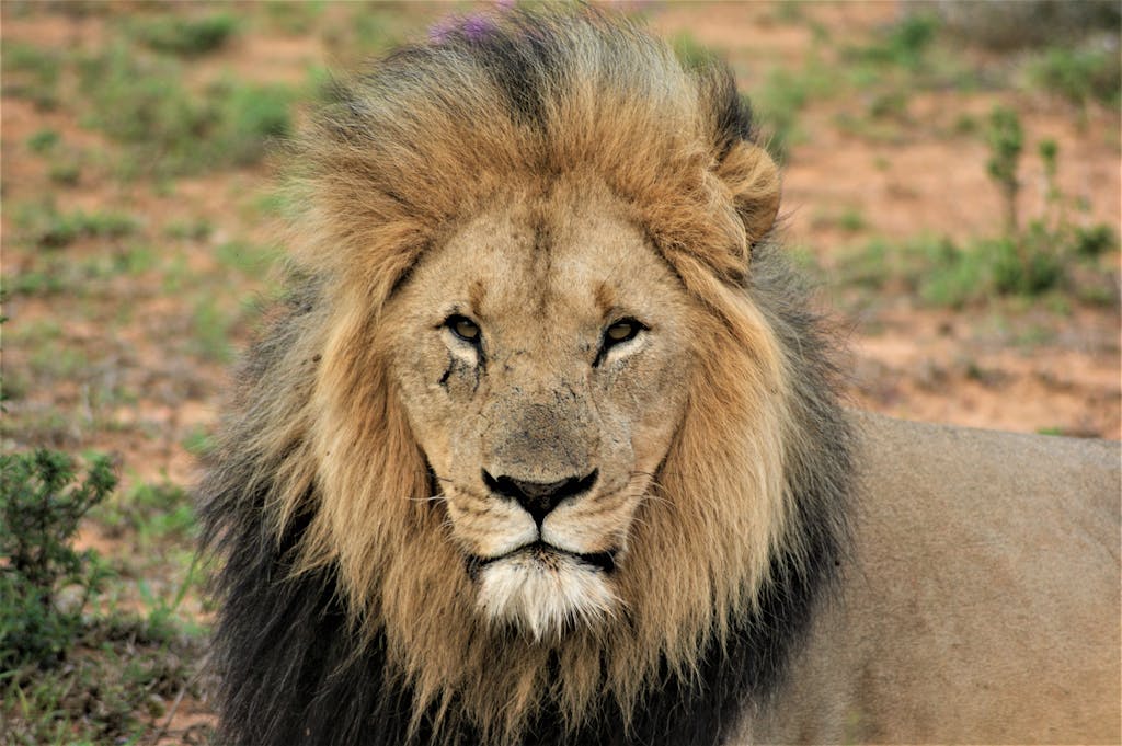 A detailed close-up of a lion's face with a majestic mane, captured in natural surroundings.