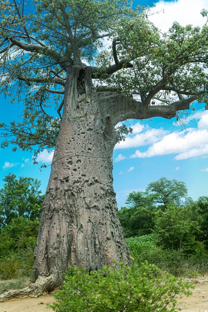A stunning baobab tree stands tall under a clear blue sky amidst lush greenery.