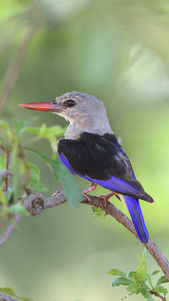Close-up of a grey-headed kingfisher on a branch in South Africa.