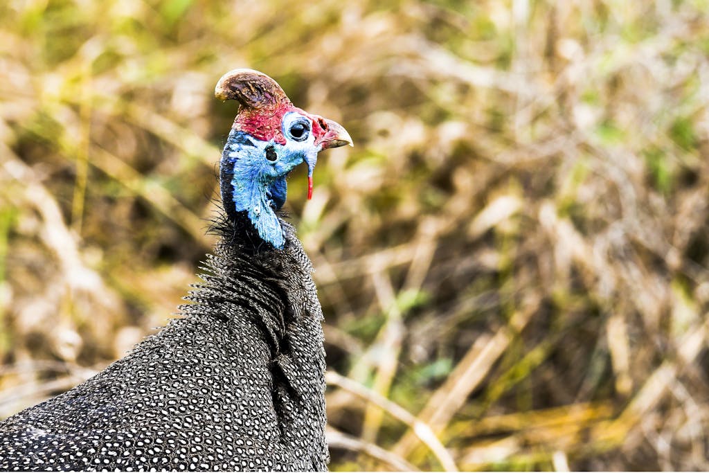 Close-up of a vibrant helmeted guineafowl in Kruger Park, South Africa.