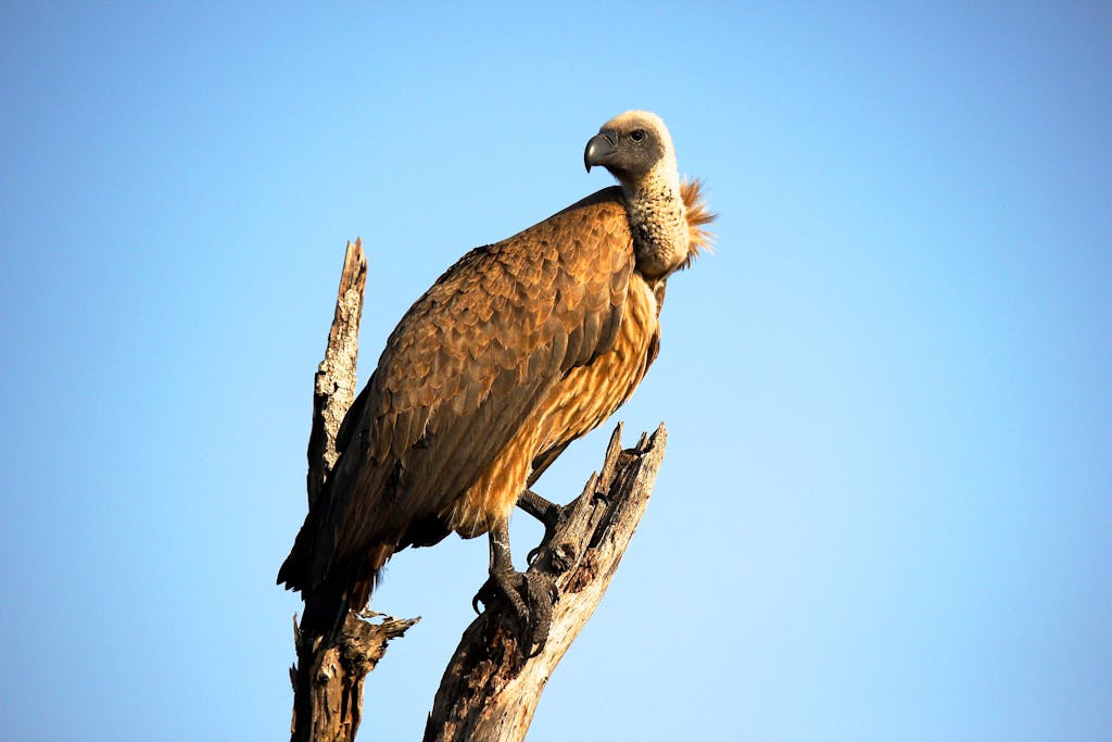 Close-up of a vulture perched on a branch against a blue sky in Kruger National Park, South Africa.