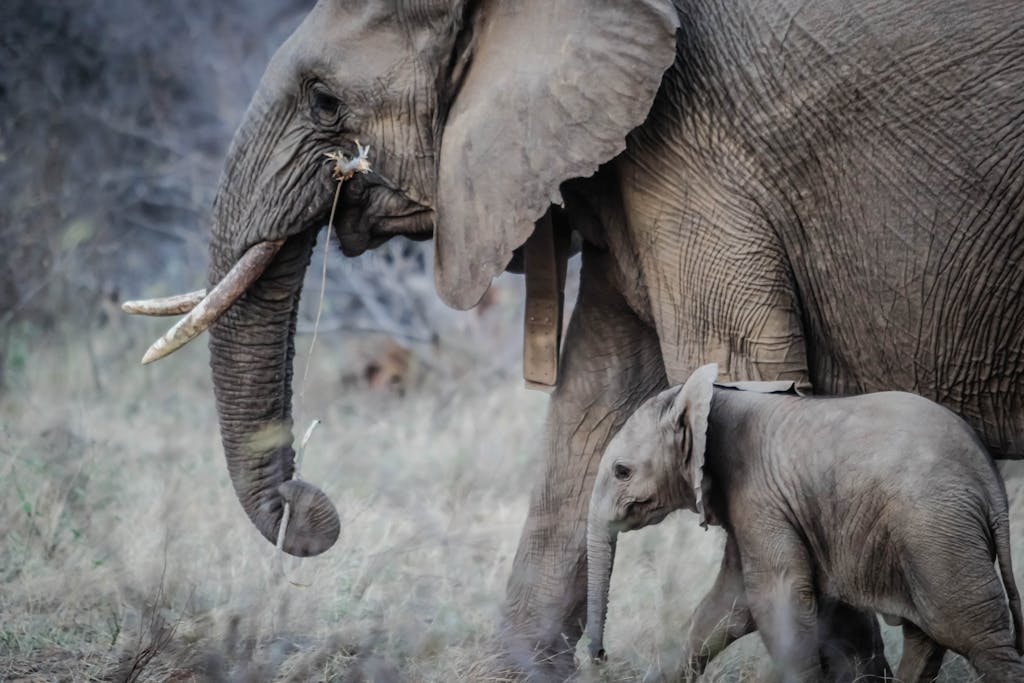Close-up of African elephant mother and calf in the wild, South Africa