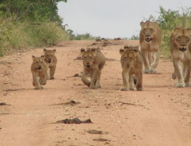 Familienreise durch Südafrika