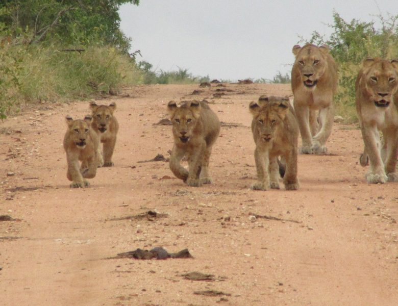 Familienreise durch Südafrika
