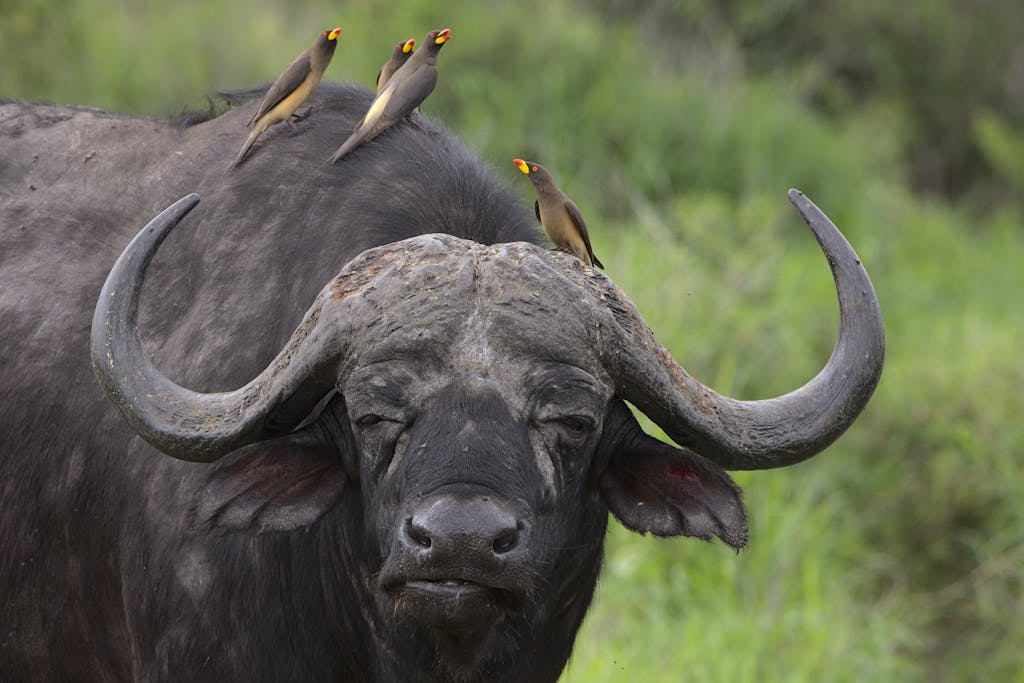 Yellow-billed oxpeckers perched on a Cape buffalo in Kruger National Park.