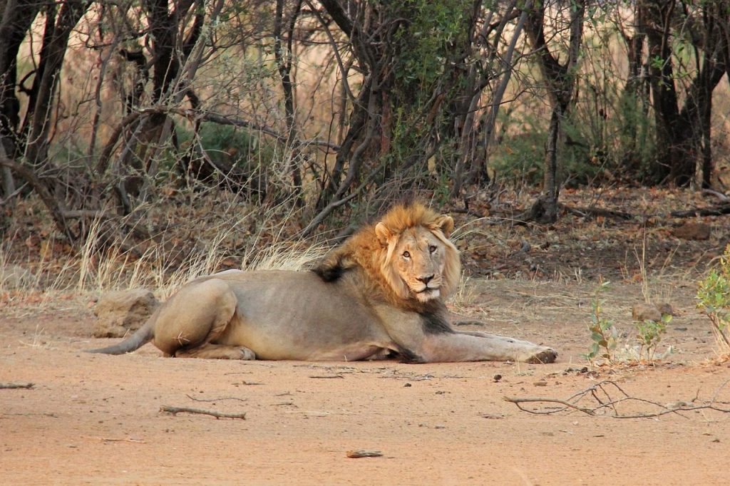 lion, resting, sunrise, exciting, adventure, safaris, scenic, beautiful, interesting, lodge, mabula, mabula game lodge, johannesburg, south africa, johannesburg, johannesburg, johannesburg, johannesburg, johannesburg