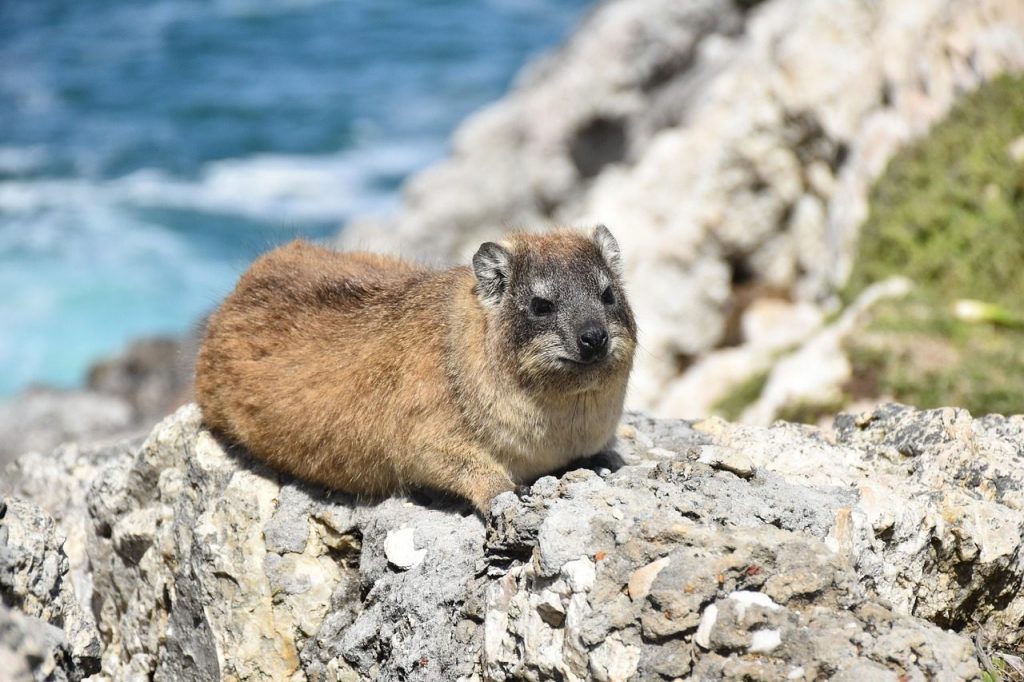 rock rabbit, hyrax, rocky, dassy, rock hyrax, wildlife, coast, rocks, rocky coast, hyrax, hyrax, hyrax, hyrax, hyrax, rock hyrax, rock hyrax, rock hyrax