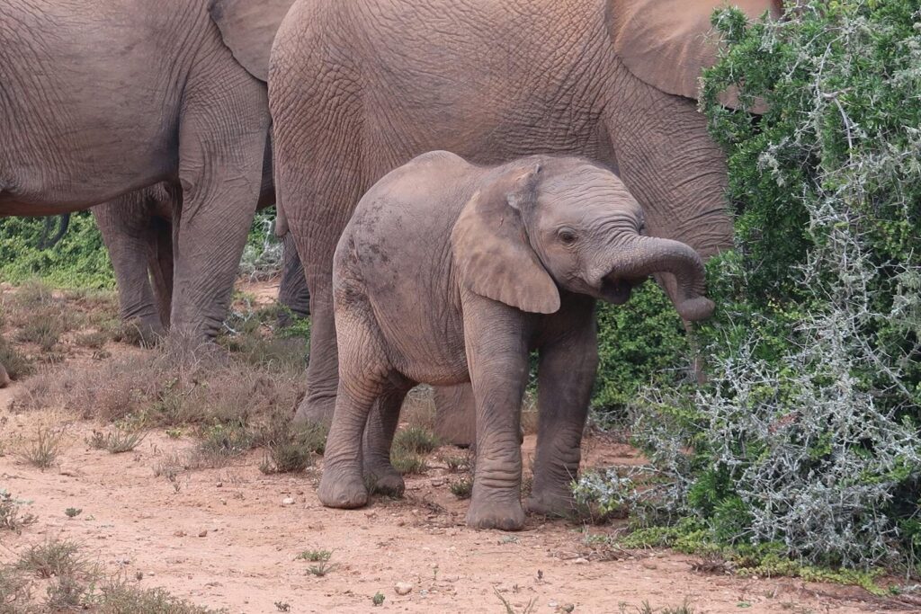 Young African elephant exploring the savanna in Addo Elephant National Park, South Africa.