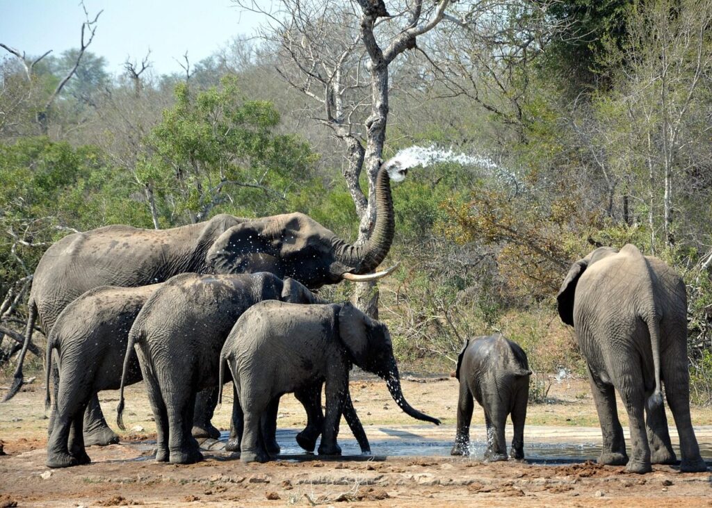 elephants, playing in mud, kruger park, south africa, elephants, elephants, elephants, elephants, kruger park, south africa, south africa, south africa, south africa, south africa