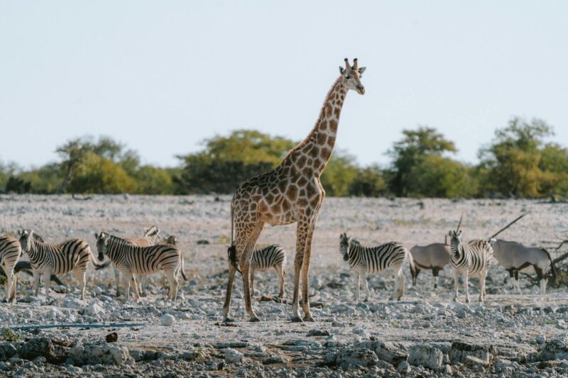 Das Herz Namibias: Ein Guide für deine Safari im Etosha Nationalpark