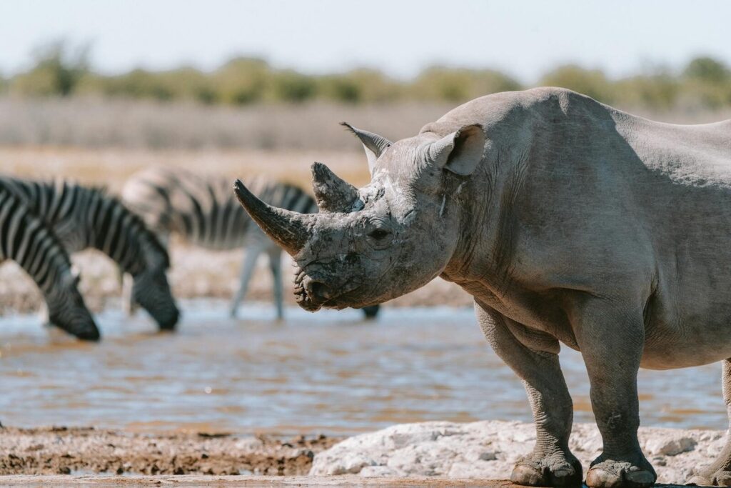 A black rhinoceros and zebras gather at an oasis in Namibia's Okaukuejo, Oshikoto region.