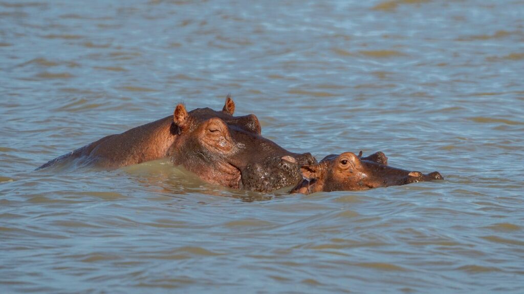 A mother and calf hippopotamus swim together in a serene Tanzanian river.