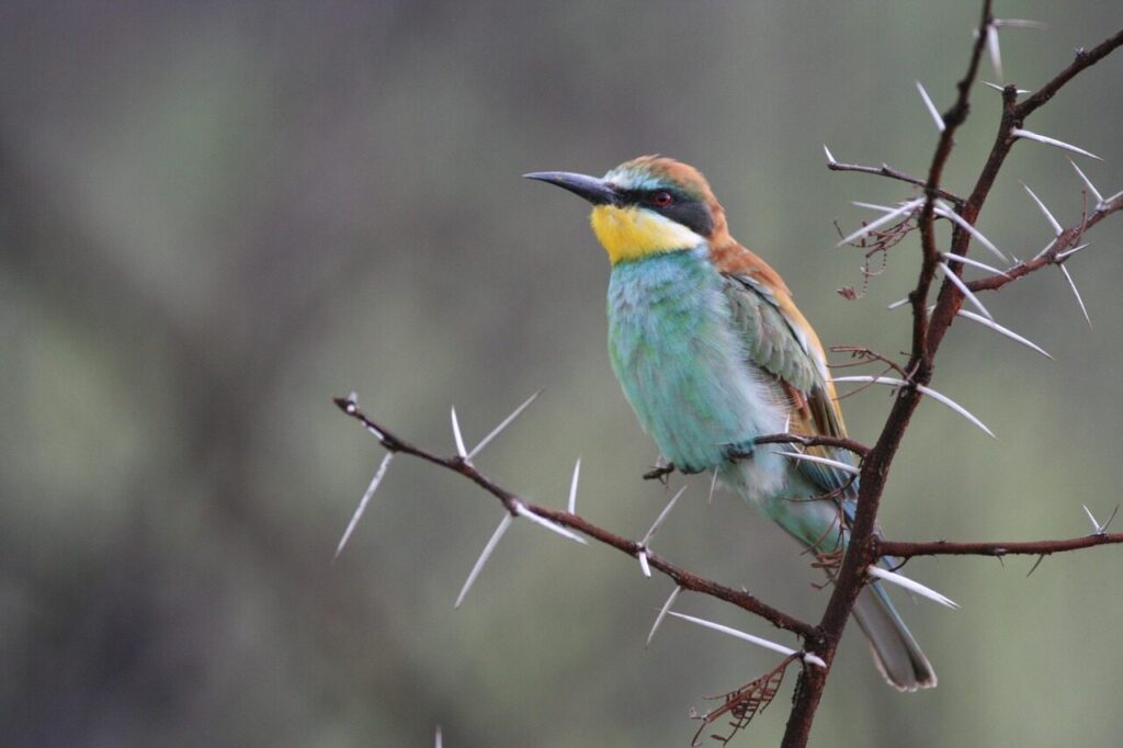 bird, wildlife, nature, animal, bee eater, kruger national park, gray bee