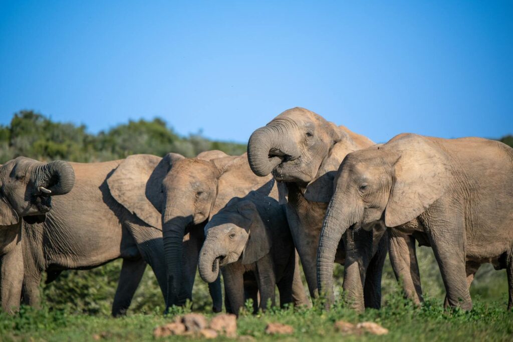 A family of African elephants gathering in the wild, under a clear blue sky.