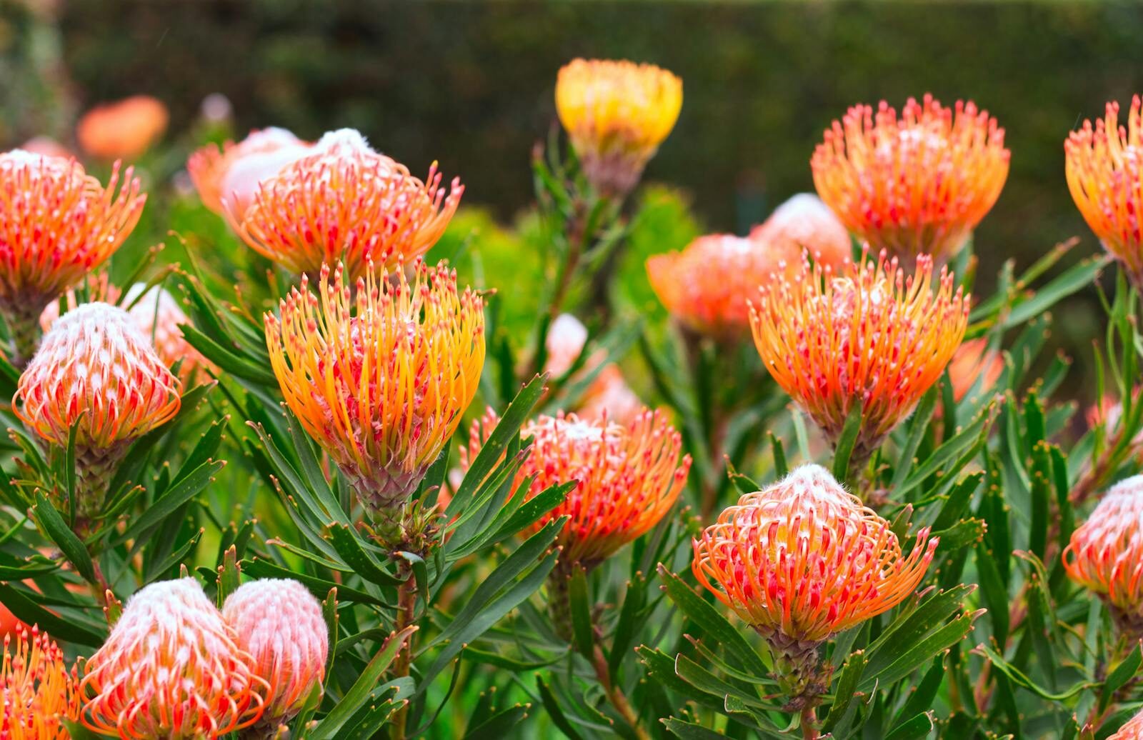 Colorful protea flowers in full bloom creating a striking outdoor display.
