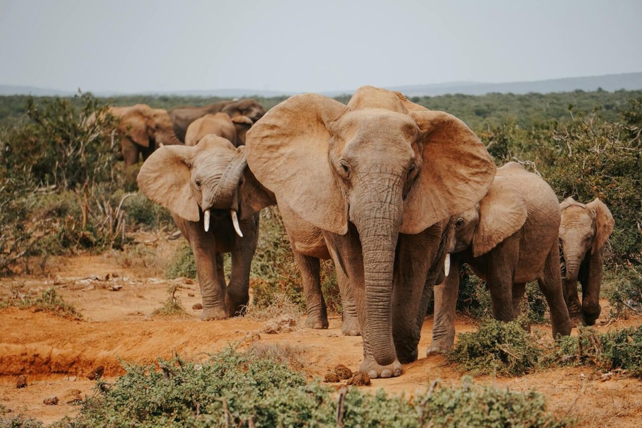 Group of African elephants in the savanna, showcasing wildlife in natural habitat.