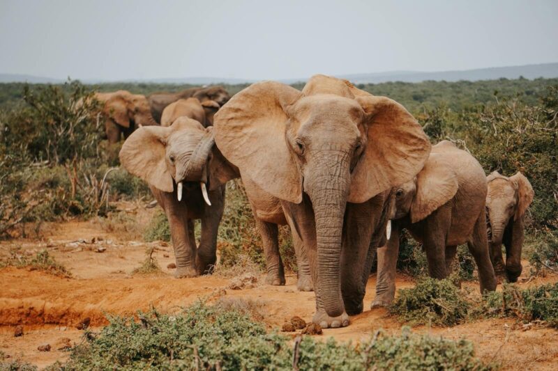 Elefantenreich Addo Elephant Nationalpark