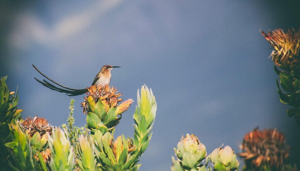 bird, fynbos, protea, sugarbird, cape sugarbird, nature, bloom, flora, botany, blossom, red, floral, exotic, botanical, cape, green, africa, fynbos, fynbos, fynbos, fynbos, fynbos, protea, protea, protea, sugarbird, sugarbird, cape sugarbird, cape sugarbird