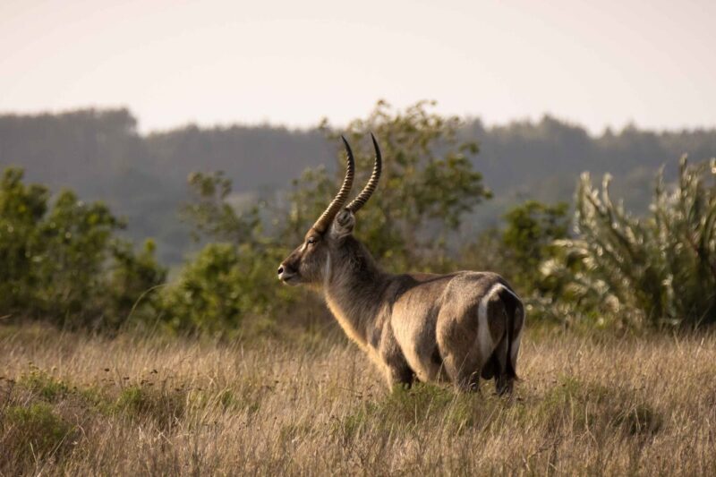Weltnaturerbe iSimangaliso Wetland Park