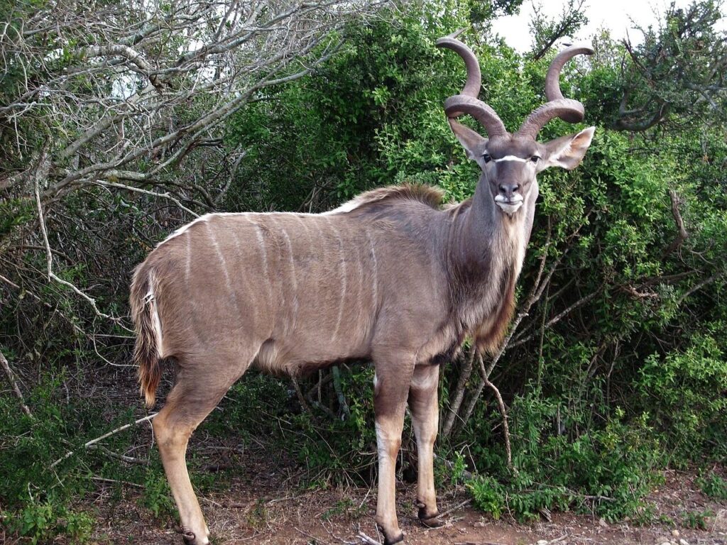 kudu, desire, animal, nature, mammal, wild, safari, africa, wilderness, national park, south africa, addo national park, kudu, kudu, kudu, kudu, kudu