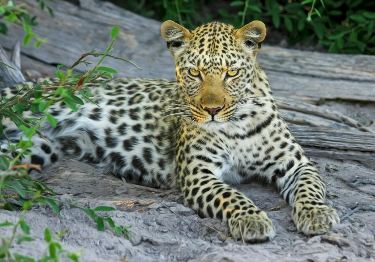 Close-up of a leopard lying on rocks, showcasing its spots and whiskers in a natural setting.