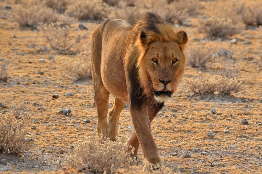 namibia, africa, lion, desert, nature, animal