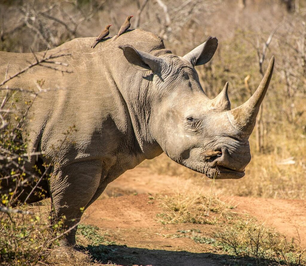 A detailed view of a white rhinoceros with birds sitting on its back in a natural habitat.