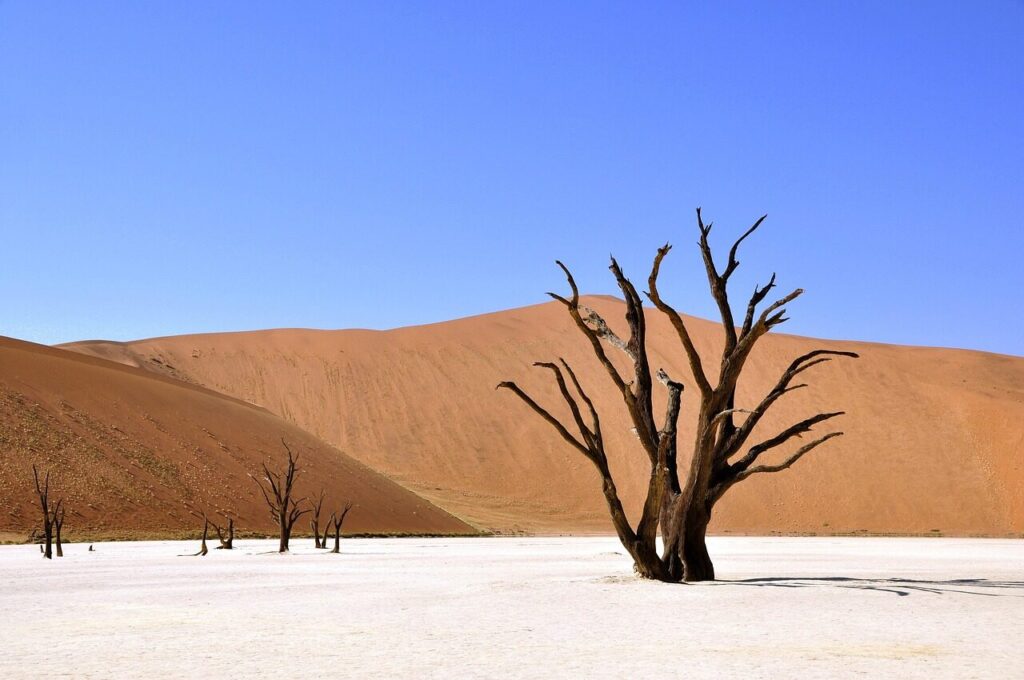 tree, desert, namibia, clay pan, drought, africa, sand, nature, sky, dunes, outdoors, discovery